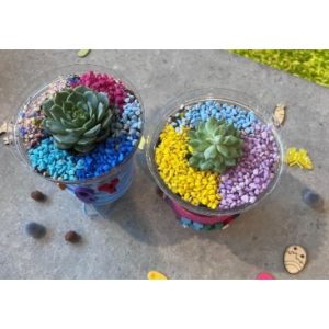 Succulent Plant